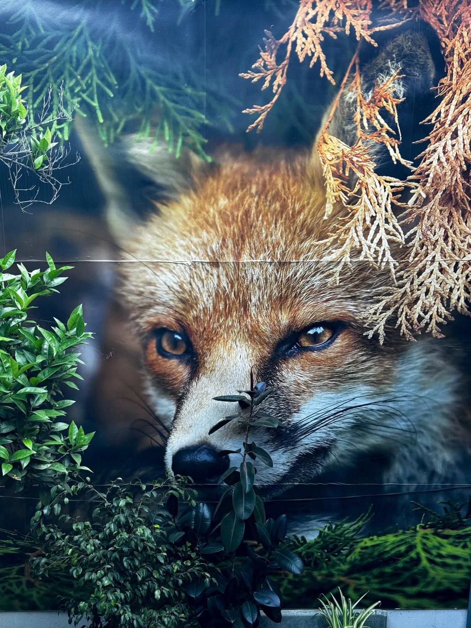 Affittacamere The Fox Santiago del Cile