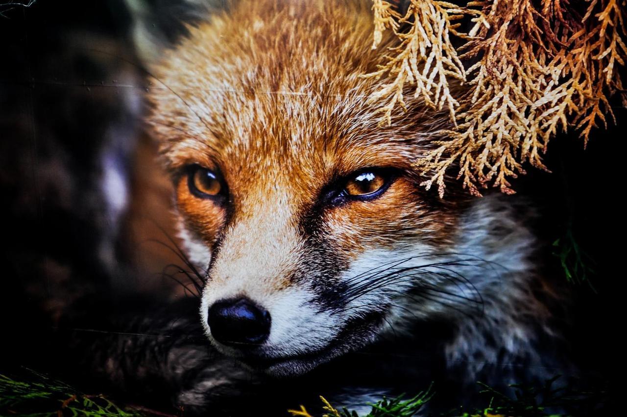 The Fox Affittacamere
